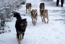 Photo of Абакан запускает программу по борьбе с бездомными животными