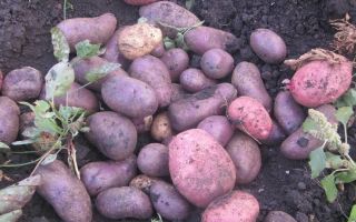 Свой бизнес: выращивание картофеля
