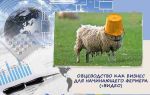 Овцеводство – прибыльный бизнес для начинающего фермера